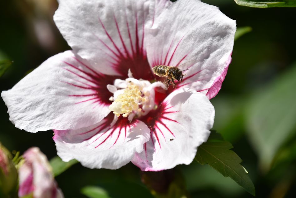 Bienenschutz hilft Honig- wie Wildbienen