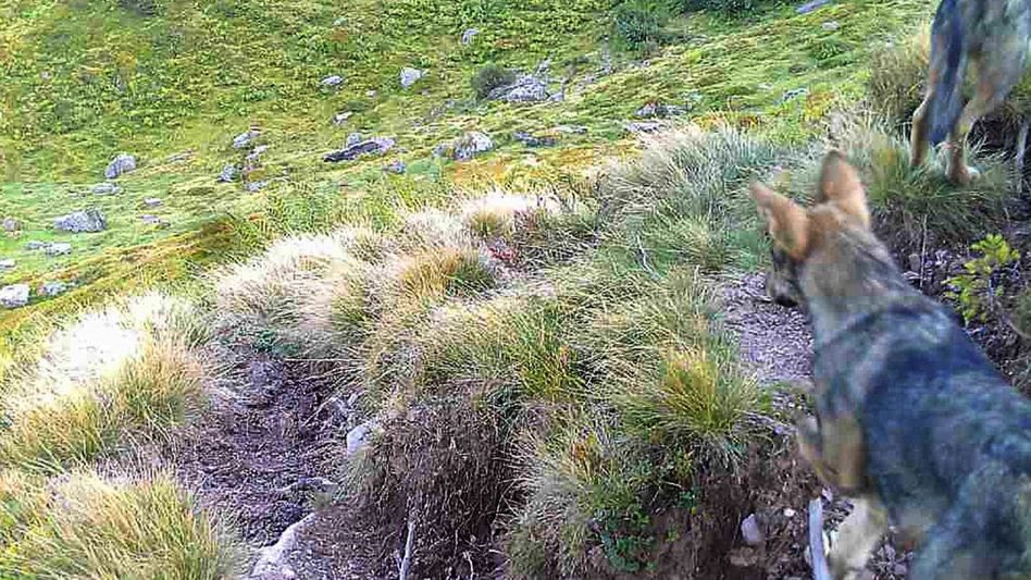 Einer der Glarner Jungwölfe, die im September 2021 im Kärpfgebiet von einer Fotofalle aufgenommen wurden, trägt jetzt einen Sender, der seine Bewegungen aufzeichnet • (Foto: DBU)