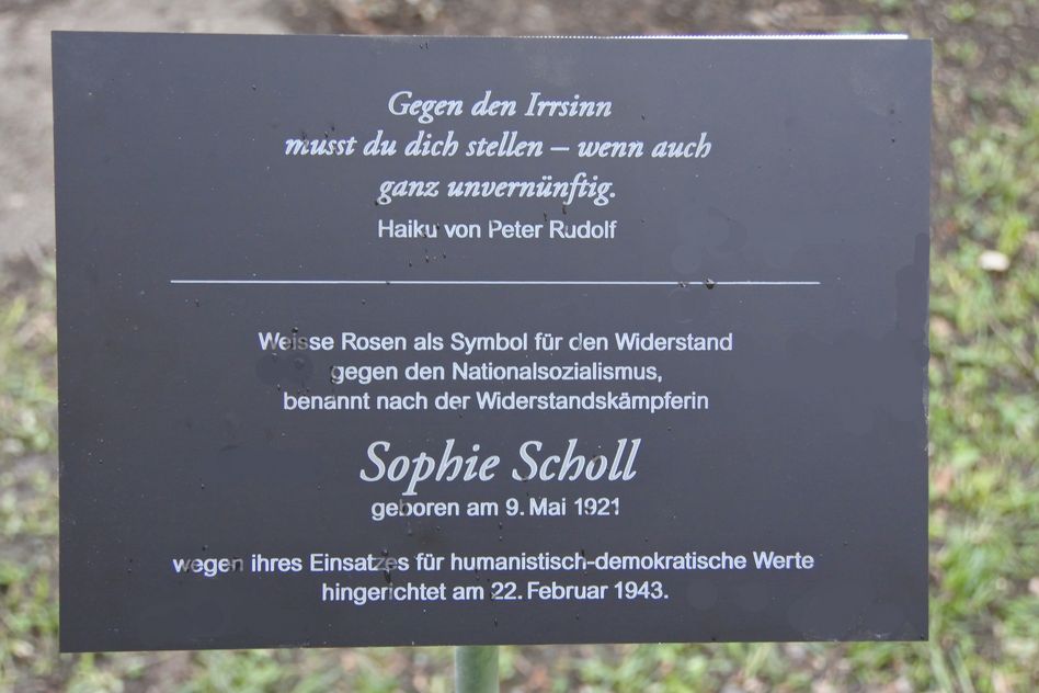 Weisse Rosen für Sophie Scholl im Volksgarten in Glarus