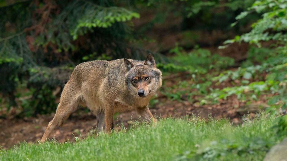 Ein Wolf in freier Wildbahn: Der Kanton hat die Erlaubnis Regulierungsabschüsse durchzuführen •(Foto: iStock)