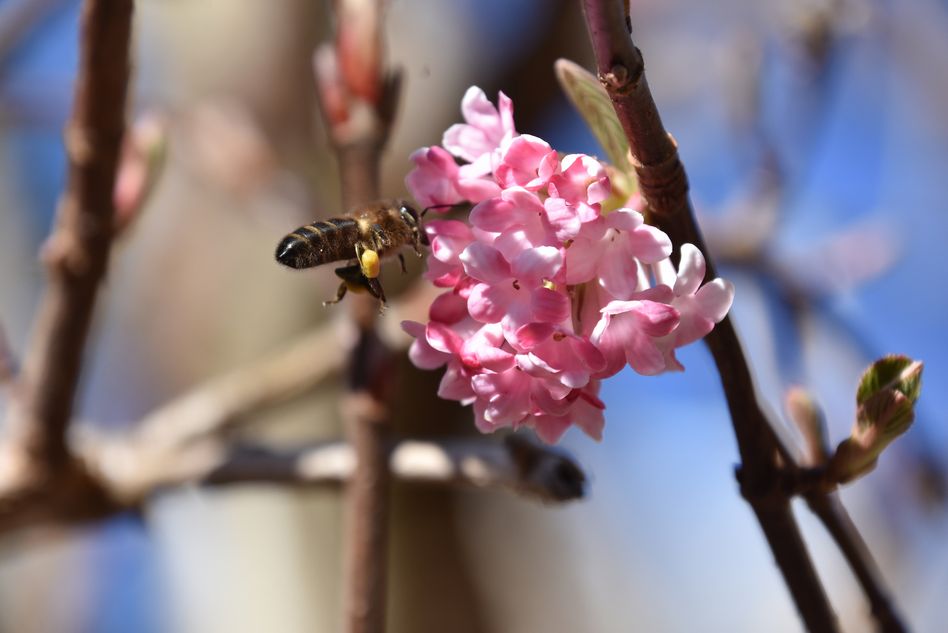 Frohe Ostern und ein Dank an die fleissigen Bienen (Bilder: e.huber)