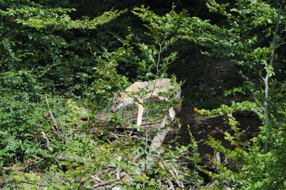 Wölfe jagen Rehe, Rothirsche und Gämsen. Das kann sich positiv auf die Baumarten-Vielfalt und die Naturverjüngung der Wälder auswirken. (Foto aus Tierpark Bruderhaus ZH © Vincent Sohni)