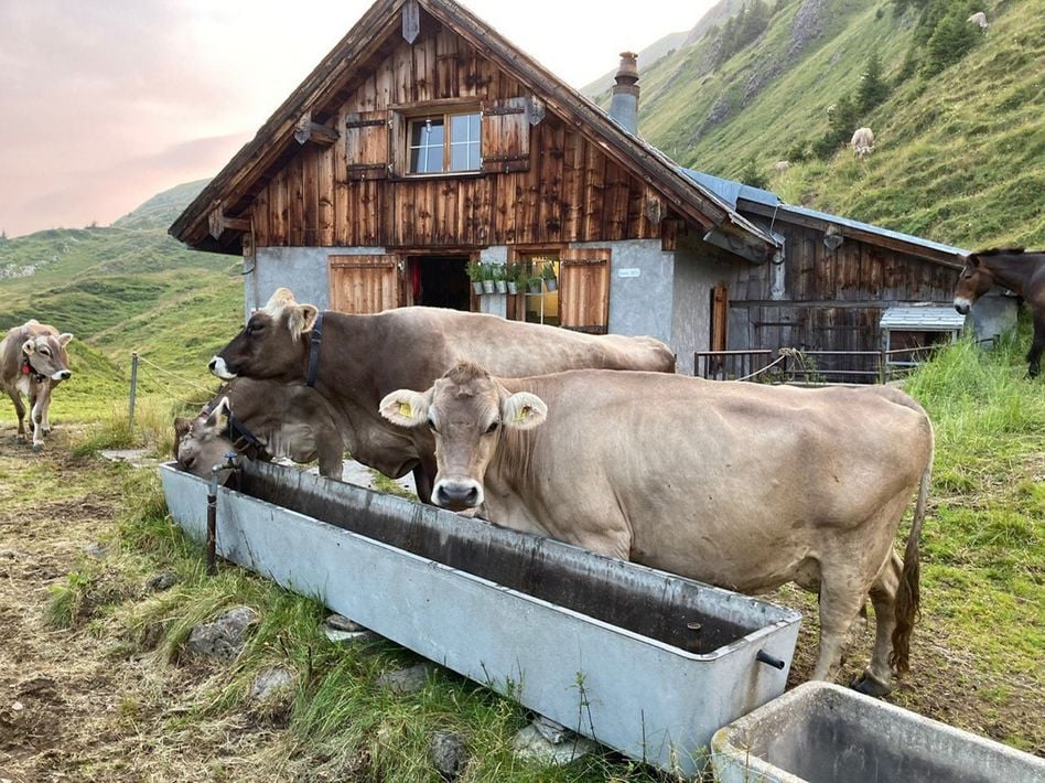Aktueller Situationsbericht von den Glarner Alpen. Wassertränke auf Auerenalp (Bilder: Köbi Schnyder, Netstal)