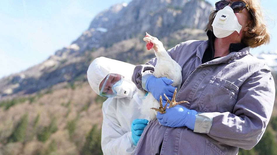 Tierseuchenübung des Zivilschutzes und des Amtes für Lebensmittelsicherheit und Tiergesundheit in Glarus. Ein Huhn wird auf die Vogelgrippe untersucht • (Foto: Cetojevic)