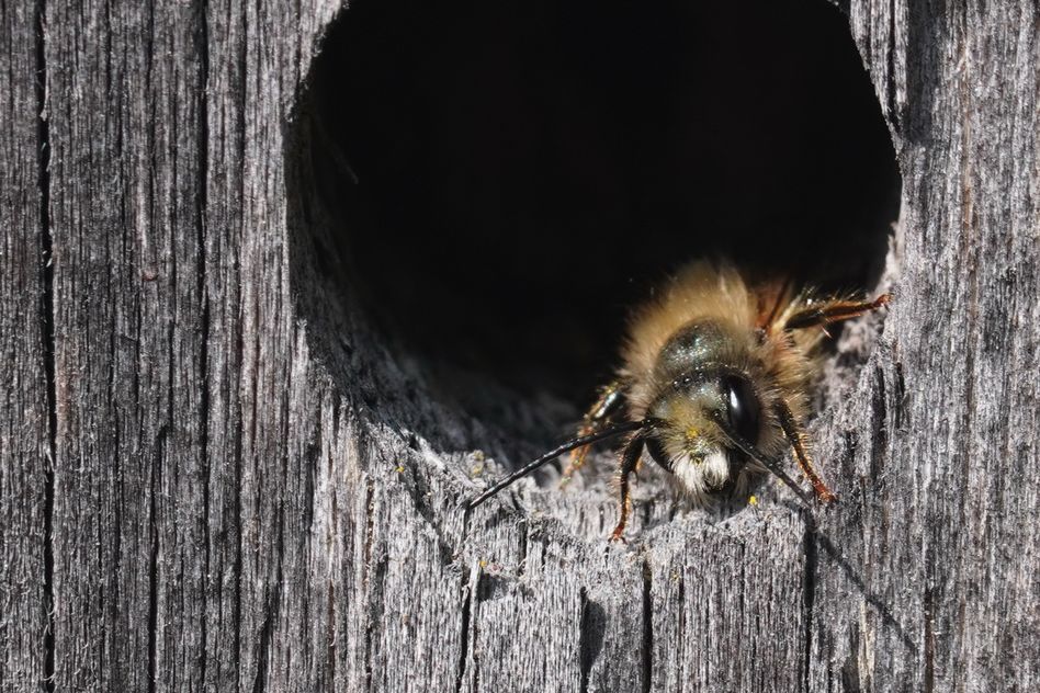 Wildbienen sind friedliebend (Bild: Fridli Marti)