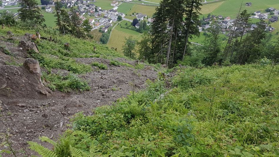 Swissgrid ergreift Massnahmen zur Wiederbewaldung