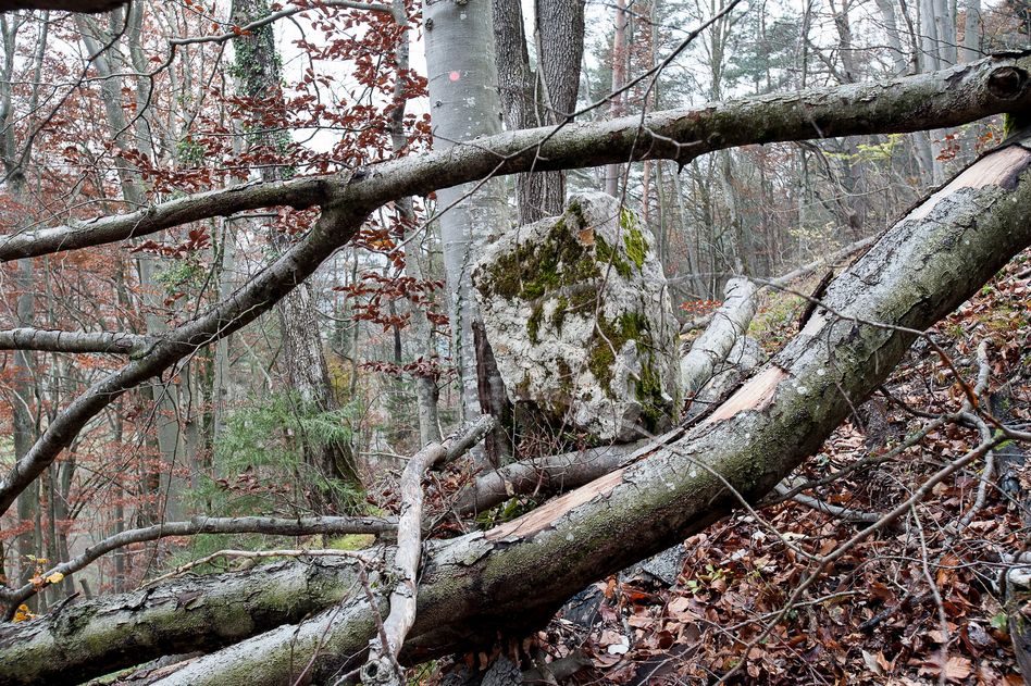 Zum Stoppen eines Steins mit einem halben Meter Durchmesser braucht es mindestens 20 bis 30 cm dicke Bäume. (Foto © Raphael Schwitter)