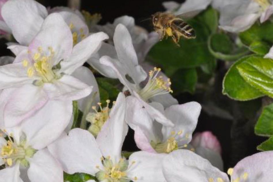 Von Bienen fleissig besuchte Obstblüten (Bild: apiservice)