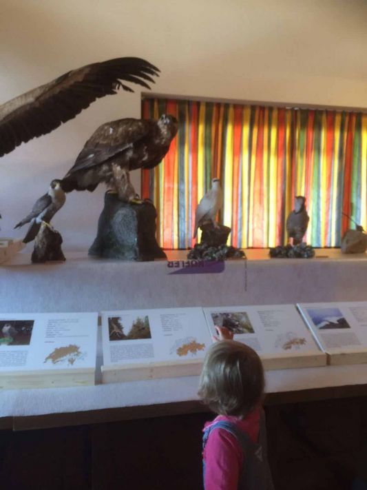 Ausstellung «Vögel im Hochgebirge» in Braunwald