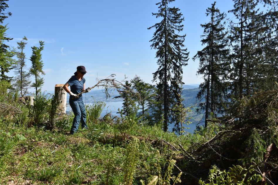 Das Bergwaldprojekt sucht Freiwillige für das Jahr 2022. (Bilder: zvg)