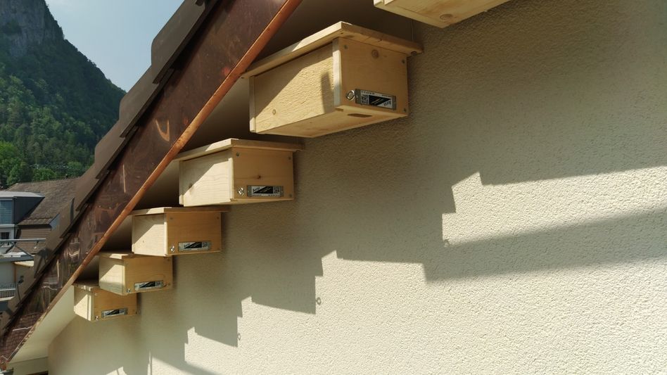 Am Dachgiebel wurden zudem vierzehn Nistkästen für Mauersegler angebracht (zvg)