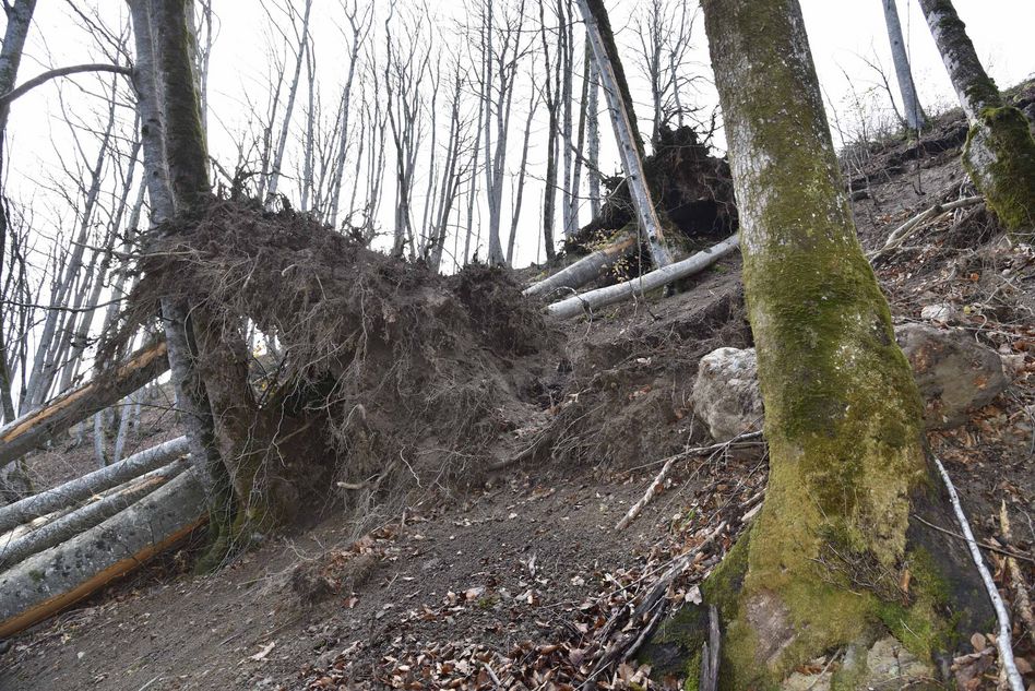 Mehrere umfallende Bäume, in diesem Fall Buchen, haben das Heuseil von den Schletteren ins Isebergli heruntergerissen.