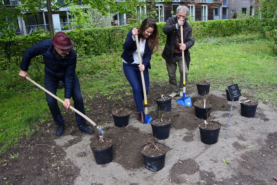 Weisse Rosen für Sophie Scholl im Volksgarten in Glarus