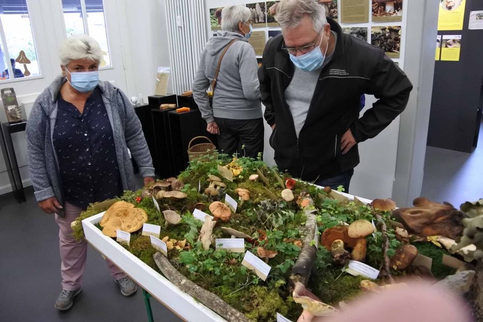 Grosses Interesse an der Pilzausstellung im Naturzentrum Glarnerland in Glarus
