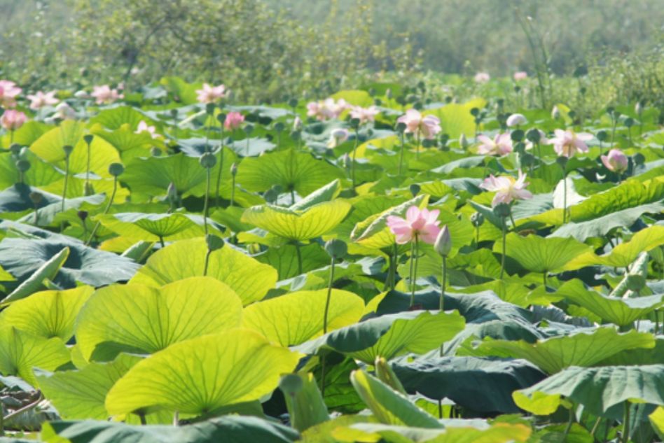 Mantua, die problematischen Lotusblüten sind prachtvoll