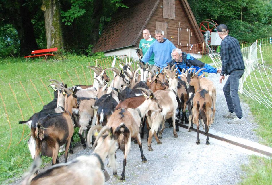 70 Glarner Ziegen freuen sich auf feines Bündner-Gras
