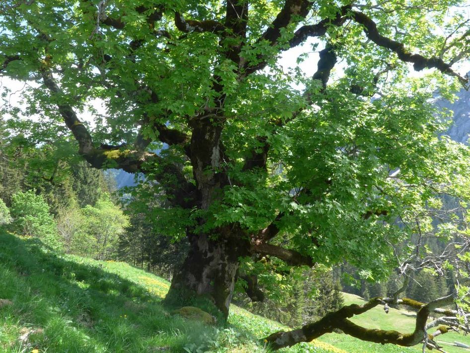 Mächtige Feldbäume wie dieser Bergahorn sind wichtig für das Landschaftsbild. Bund und Kanton fördern ihren Erhalt mit Landschaftsqualitäts-Beiträgen.(Bilder: Monica Marti)