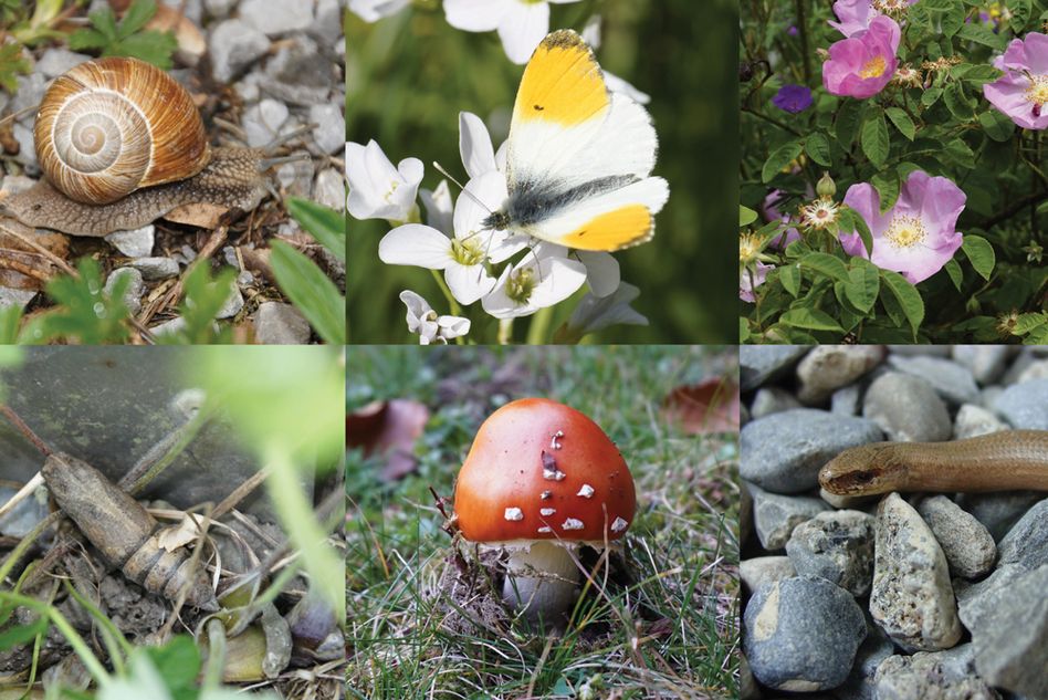 15 Glarner Organisationen engagieren sich gemeinsam für die Artenvielfalt im Kanton. Foto: Naturzentrum Glarnerland (Bild: zvg)