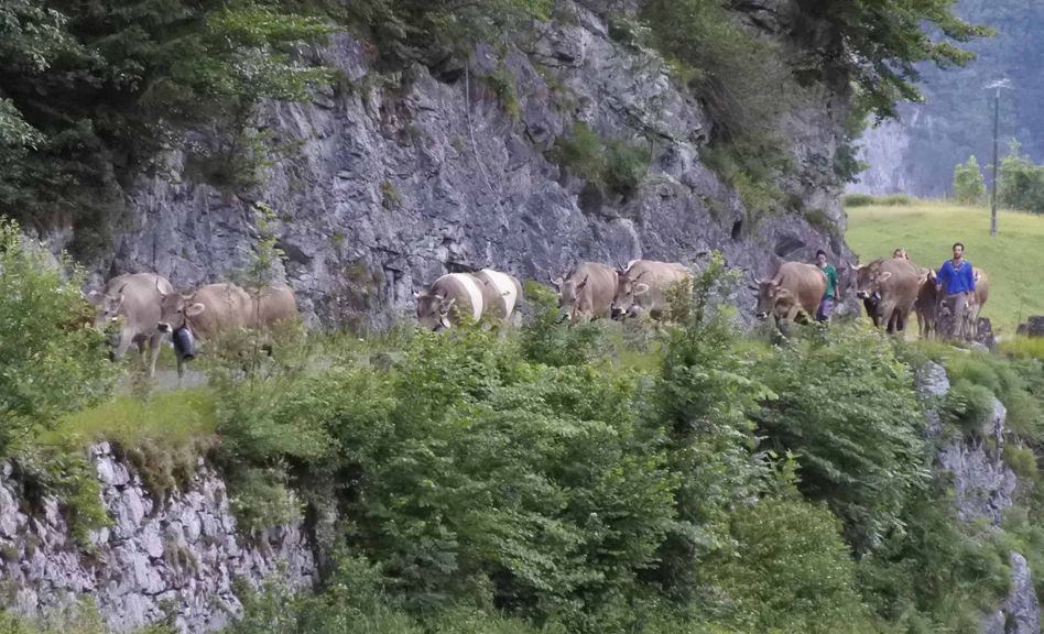 Alpfahrten im Glarnerland haben begonnen (Bilder: hsp)