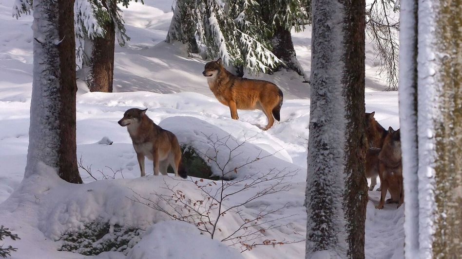 Wölfe stehen in frisch verschneiter Landschaft • (Foto: Keystone-SDA)