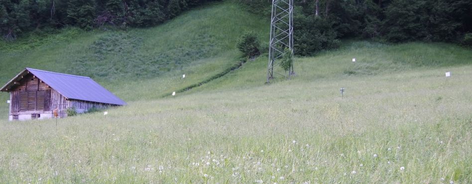 Den Rehkitzen droht der sichere Tod im hohen Gras