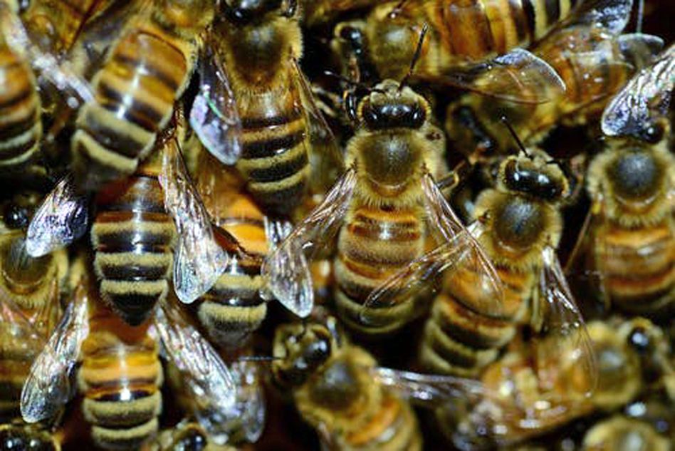 Der Bienenlehrpfad in Netstal ist eröffnet! (Bilder: zvg)