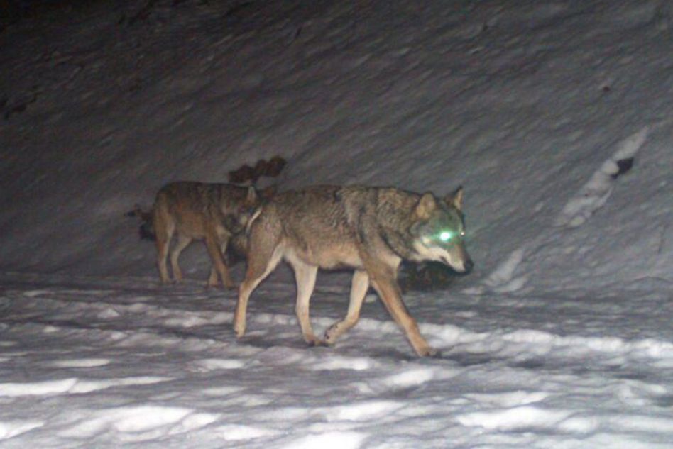 In der Fotofalle: Anfang Jahr wurden in Filzbach zwei Wölfe festgestellt, vermutlich die Elterntiere der jetzt beobachteten Jungwölfe (• Foto: Abteilung Jagd und Fischerei)