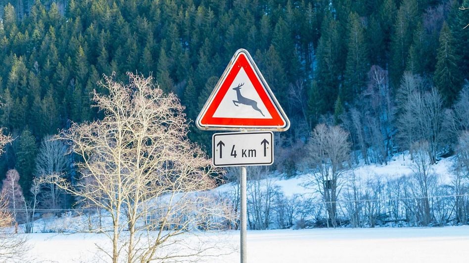 m Winter sind Autofahrer oft mit Wildwechsel auf den Strassen konfrontiert • (Foto: iStock)
