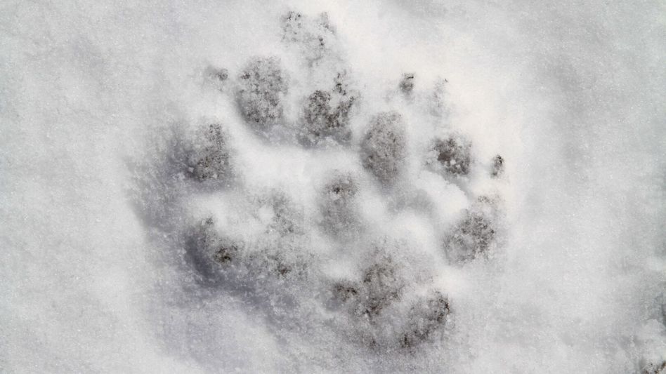 Im Winter sind Wölfe in der Nähe von Siedlungen zu erwarten • (Foto: Wikicommons)