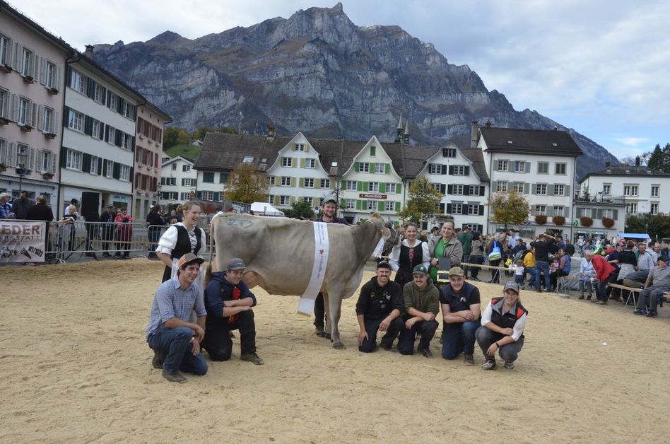 «KALINKA» aus dem Stall von Philipp Zweifel aus Linthal ist die schönste Glarner Kuh (Bilder: hasp/j.huber)