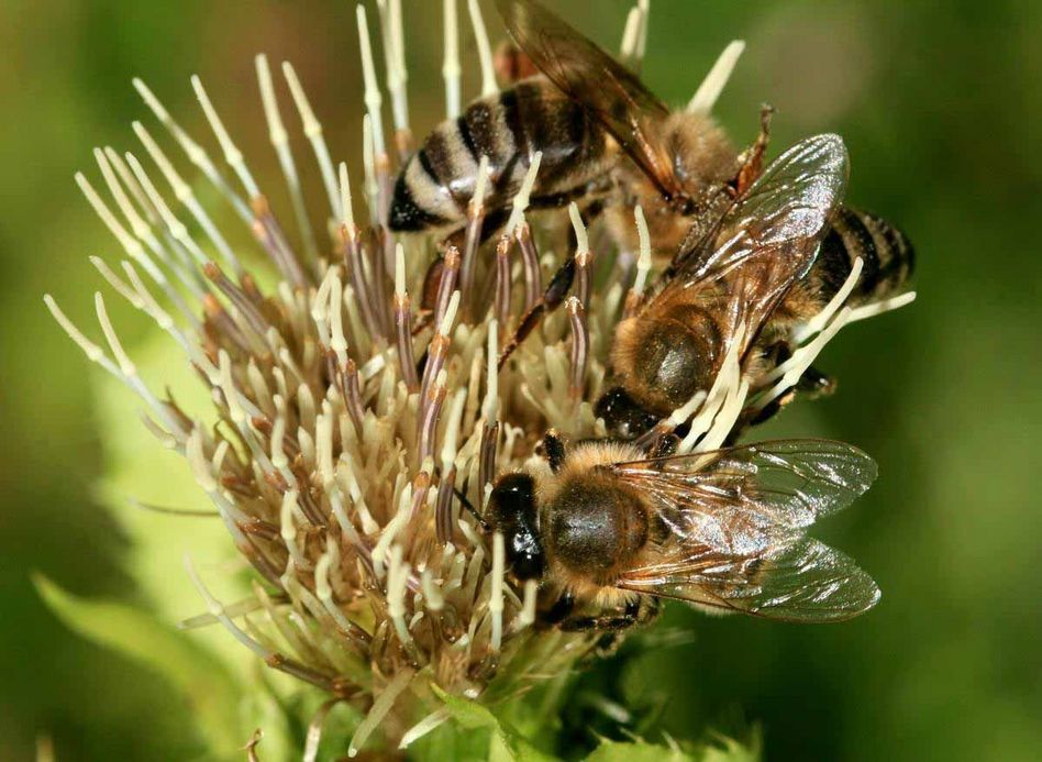 Die Wildbienen zählen zu den grossen Verlierern in diesem Jahr (Bilder: wwf/zvg)