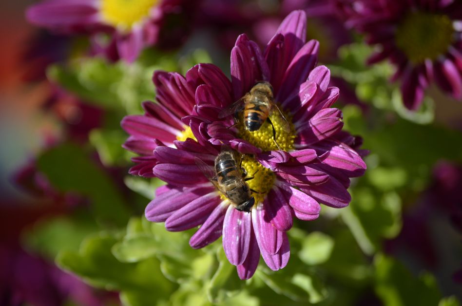 Bienen brauchen eine abwechslungsreiche Natur (Bilder: e.huber)