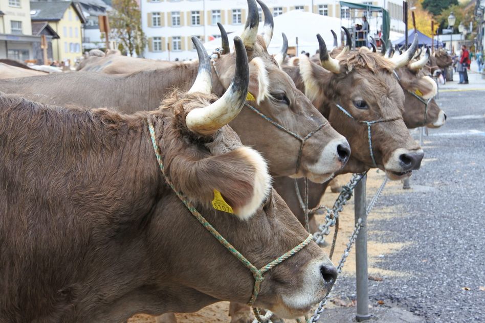 Die Hauptdarstellerinnen am diesjhärigen Viehmarkt in Glarus