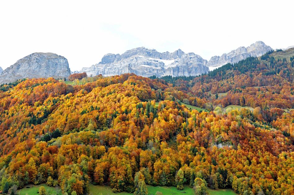 : Herbstwald im Glarnerland, (Werner Beerli-Kaufmann)