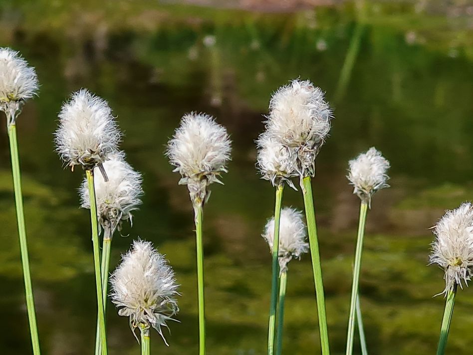 Die Köpfchen von verblühten Wollgräsern erinnern an winzige Schneebällchen. Die typische Hochmoor-Pflanze zeigt Wanderern von weitem nasse, sauerstoffarme, saure Böden an. (Foto: Monika Orler)