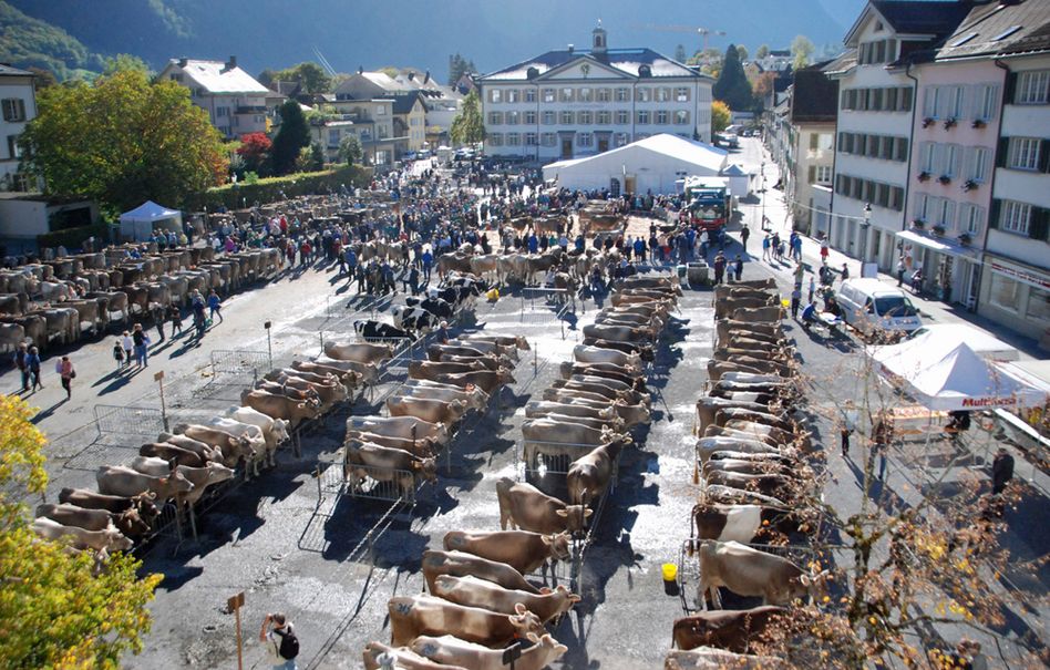 Impressionen von der diesjährigen kantonalen Viehschau in Glarus