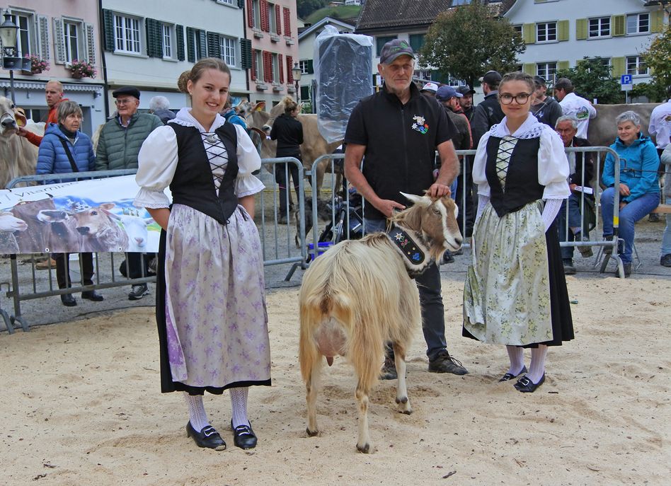 Miss Glarus bei den Ziegen wurde NEELA, eine Ziegen-Schönheit aus dem Toggenburg