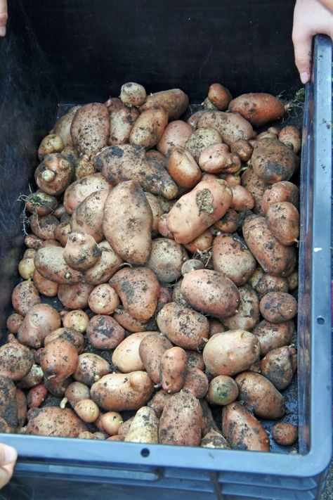 Die Ernte darf sich sehen lassen – insgesamt waren es rund 100 Kilogramm Kartoffeln allerbester Qualität
