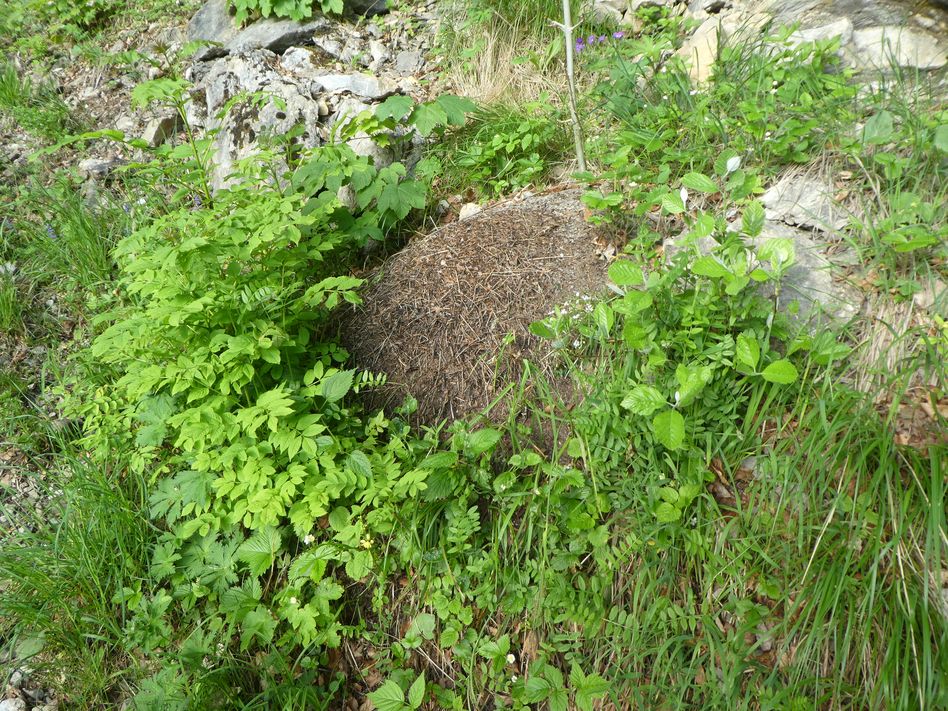 Nach dem kühlen Frühling sind viele Ameisenhaufen noch klein und gut versteckt. Nun werden sie von den Waldameisen wieder aufgebaut und vergrössert. (Foto: Klemens Winzeler)