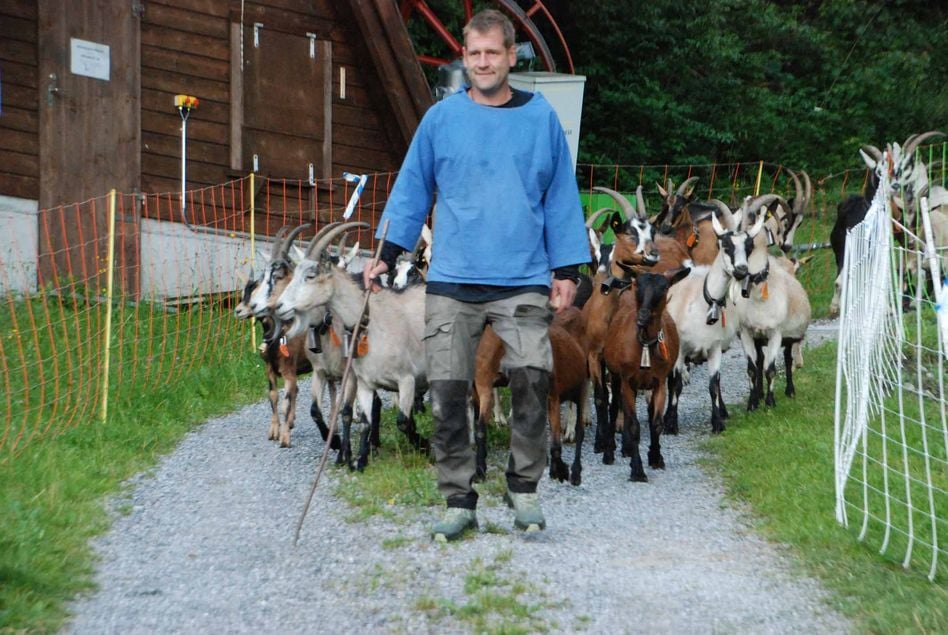 70 Glarner Ziegen freuen sich auf feines Bündner-Gras
