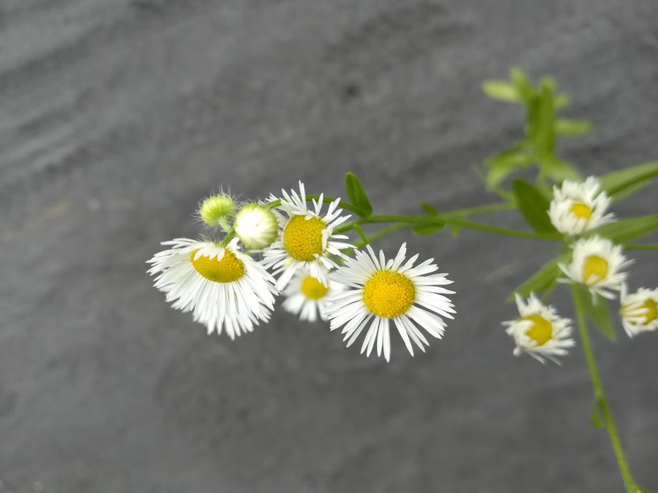 Meist sind mehrer blüten Beieinander. Die weisen Blütenblätter sind sehr schmal (Bild: monica marti-moeckli)