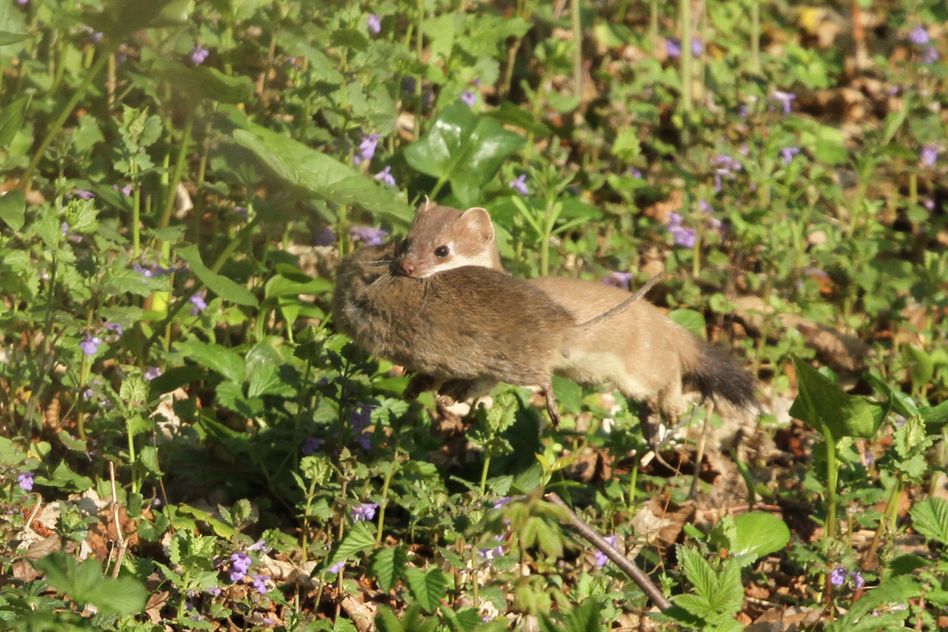 Das Hermelin gehört zu den kleinsten einheimischen Raubtieren. Als grosser Mäusejäger erbeutet ein Wiesel 1 bis 2 Wühlmäuse pro Tag. (© Filippo Nucifora)
