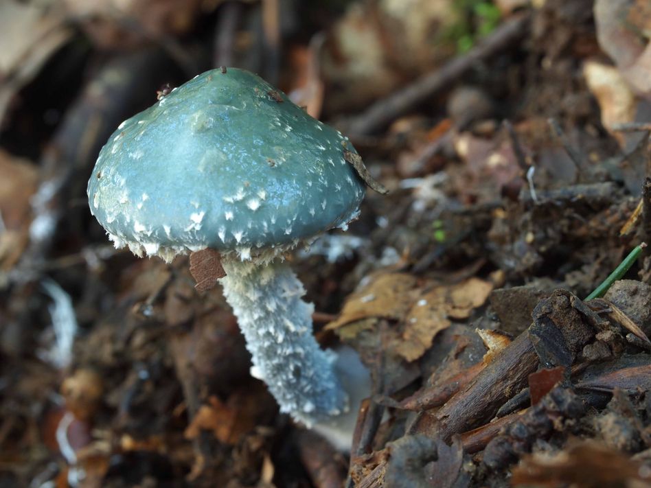 Der Blaue Träuschling kommt im Glarnerland relativ häufig vor. Er hilft, tote Pflanzen abzubauen. (Bilder: daniel Schlegel)