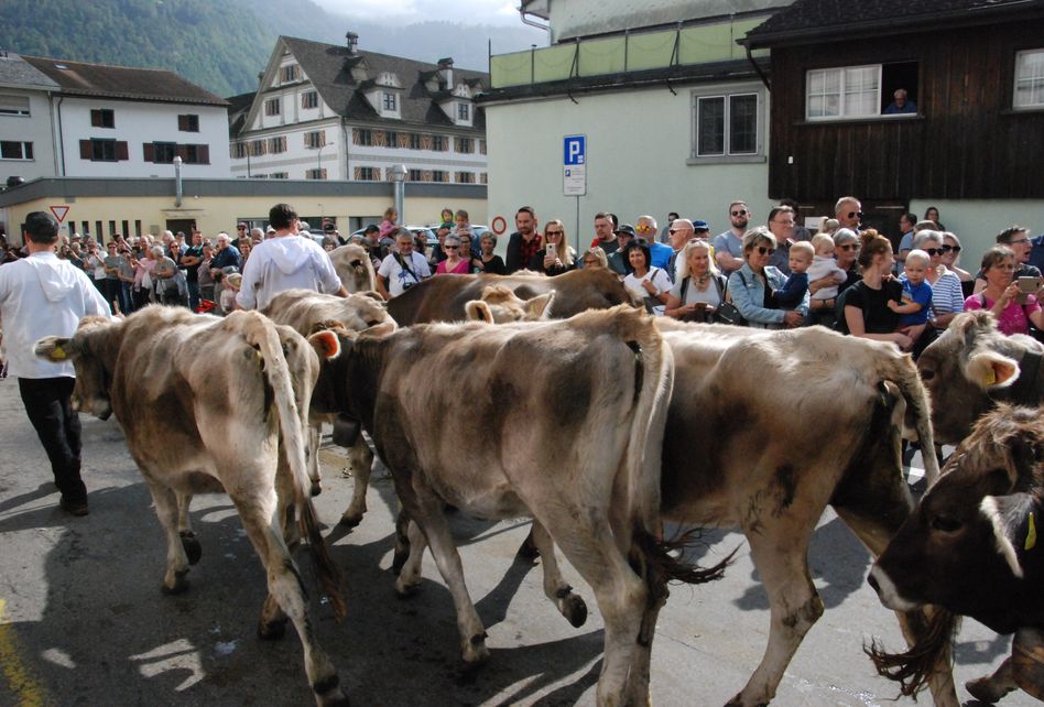 Alpabfahrten im Glarnerland sind gelebtes Brauchtum