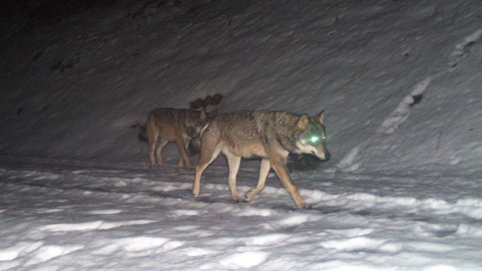 In der Fotofalle: Anfang 2020 wurden in Filzbach zwei Wölfe festgestellt, vermutlich die Elterntiere der jetzt beobachteten Jungwölfe • (Foto: Abteilung Jagd und Fischerei)