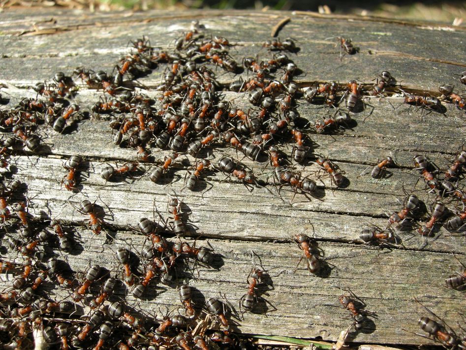 Waldameisen-Arbeiterinnen werden bis neun Millimeter lang und sind damit unsere grössten Ameisen. Wie alle Ameisenarten leben auch Waldameisen in Völkern. (Foto: Vincent Sohni)