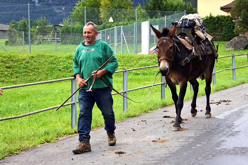 Sentenbauer Jakob Schnyder begleitet von einem grossen und einem kleinen Esel