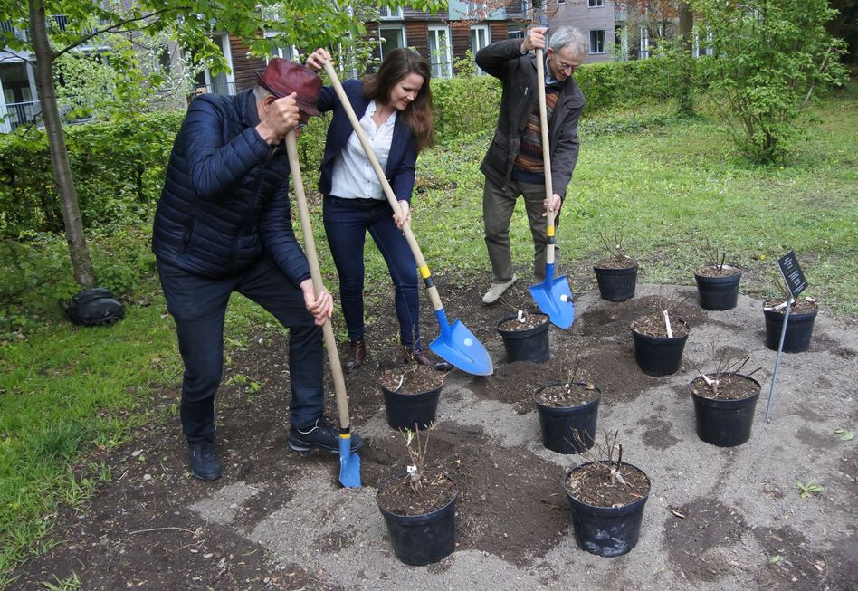Zu Erinnerung an Sophie Scholl wurden auch in Glarus weisse Rosen gepflanzt. (Bild: hasp.)