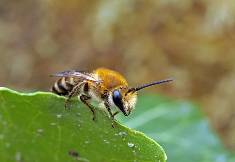 Im Herbst, wenn der Efeu blüht, ist die Efeu-Seidenbiene unterwegs. Damit gehört die hübsche Biene zu den am spätesten im Jahr noch fliegenden Wildbienen-Arten. (Foto: Jürg Sommerhalder)