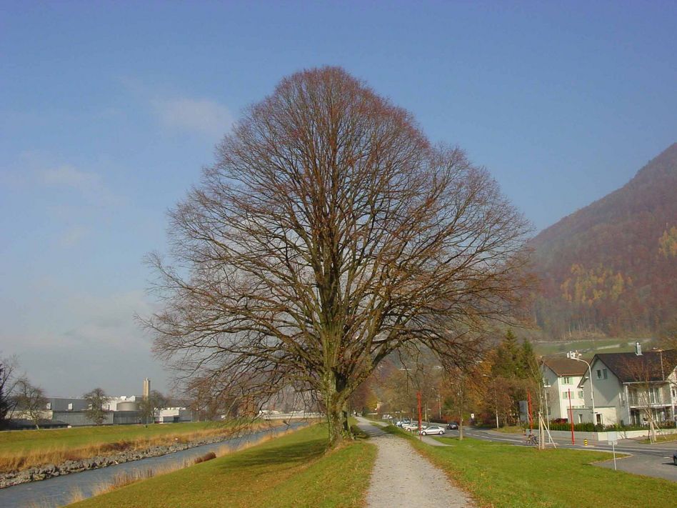 Fotowettbewerb: Attraktive Bäume in Glarus Nord (Bilder: zvg)